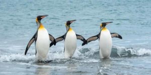 VPNs: New to the Endangered Species List?